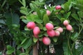 Carissa carandas fruit on tree on farm