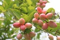 Carissa carandas fruit on tree in farm