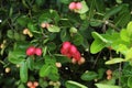Carissa carundas is berry fruits.