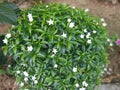 Carissa grandiflora blossom white flowers