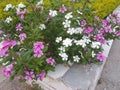 Carissa grandiflora blossom white flowers & purple