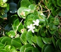 Carissa Grandiflora blossom, white flowers with strong scent