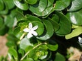 Carissa Grandiflora blossom, white flowers with strong scent