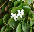 Carissa Grandiflora blossom, white flowers with strong scent