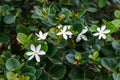 Carissa Grandiflora, boxwood beauty blossom, white flowers with strong scent in tropical garden