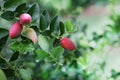 Carissa Grandiflora Fruit Royalty Free Stock Photo