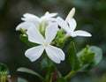 Carissa macrocarpa. Natal Plum Carisse