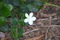 Carissa macrocarpa or Natal plum. White flower. Green leaves. Royalty Free Stock Photo