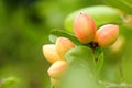 Carissa's pink fruit (Carissa carandas)