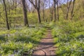 Carley State Park is a Rural area northwest of Rochester, Minnesota with Bluebells in late Spring Royalty Free Stock Photo