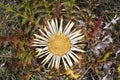 Carlina acanthifolia Royalty Free Stock Photo