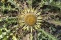 Carlina Acanthifolia flower Royalty Free Stock Photo