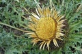 Carlina acanthifolia in bloom Royalty Free Stock Photo