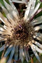 Carlina acaulis Royalty Free Stock Photo