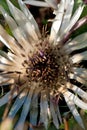 Carlina acaulis