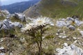 Carlina Acaulis cardus Royalty Free Stock Photo