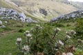 Carlina Acaulis cardus Royalty Free Stock Photo