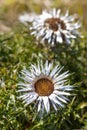 Carlina acaulis, carline thistle, silver thistle, endemic flower plant, Asteraceae family, Parma Italy