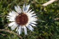 Carlina acaulis, carline thistle, silver thistle, endemic flower plant, Asteraceae family, Parma Italy