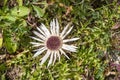 Carlina acaulis growing on the high Alps mountain Royalty Free Stock Photo