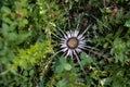 Carlina acaulis inflorescence in full flowering, the stemless carline thistle, dwarf carline thistle, or silver thistle