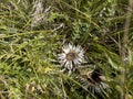 Carlina acaulis is a perennial dicotyledonous flowering plant Royalty Free Stock Photo