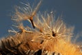 Carlina acaulis - seeds and seed head of a silver thistle beginning to fly in the setting sun Royalty Free Stock Photo
