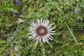 Carlina acaulis, the stemless carline thistle