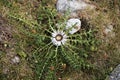 Carlina acaulis, the stemless carline thistle, silver thistle, view of white flower from above Royalty Free Stock Photo
