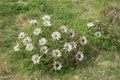 Carlina acaulis, the stemless, silver, dwarf carline thistle flowering plant in the family Asteraceae, native to alpine regions of