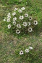 Carlina acaulis, the stemless, silver, dwarf carline thistle flowering plant in the family Asteraceae, native to alpine regions of