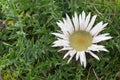 Carlina acaulis, the stemless, silver, dwarf carline thistle flowering plant in the family Asteraceae, native to alpine regions of