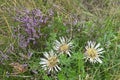 Carlina acaulis, the stemless, silver, dwarf carline thistle flowering plant in the family Asteraceae, native to alpine regions of