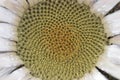 Carlina acaulis, the stemless, silver, dwarf carline thistle flowering plant in the family Asteraceae, native to alpine regions of