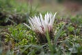 Carlina acaulis white beige flowering mountain meadow plants, wild flowers in bloom, stemless flower Royalty Free Stock Photo