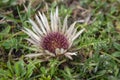 Carlina acaulis white beige flowering mountain meadow plants, wild flowers in bloom, stemless flower Royalty Free Stock Photo