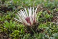 Carlina acaulis white beige flowering mountain meadow plants, wild flowers in bloom, stemless flower Royalty Free Stock Photo