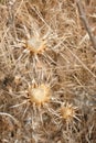 Carlina Lanata Royalty Free Stock Photo