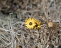 Carlina racemosa Thistle Flower in Spain Royalty Free Stock Photo