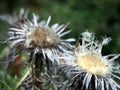 Carline acaulis - carline thistle flowerhead closeup Royalty Free Stock Photo