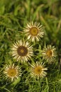 Carline Thistle