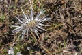 Carline thistle in the alps Royalty Free Stock Photo