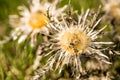 Carline thistle in april