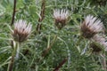 Carline thistle Carlina acaulis, budding white flowers