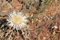 Carline thistle (Carlina acaulis). Swiss Alps. Royalty Free Stock Photo