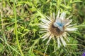 Carline thistle, Carlina vulgaris Royalty Free Stock Photo