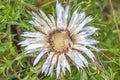 Carline thistle, Carlina vulgaris