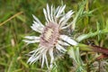 Carline thistle, Carlina vulgaris Royalty Free Stock Photo