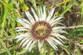 Carline thistle, Carlina vulgaris Royalty Free Stock Photo