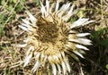 Carline thistle flower